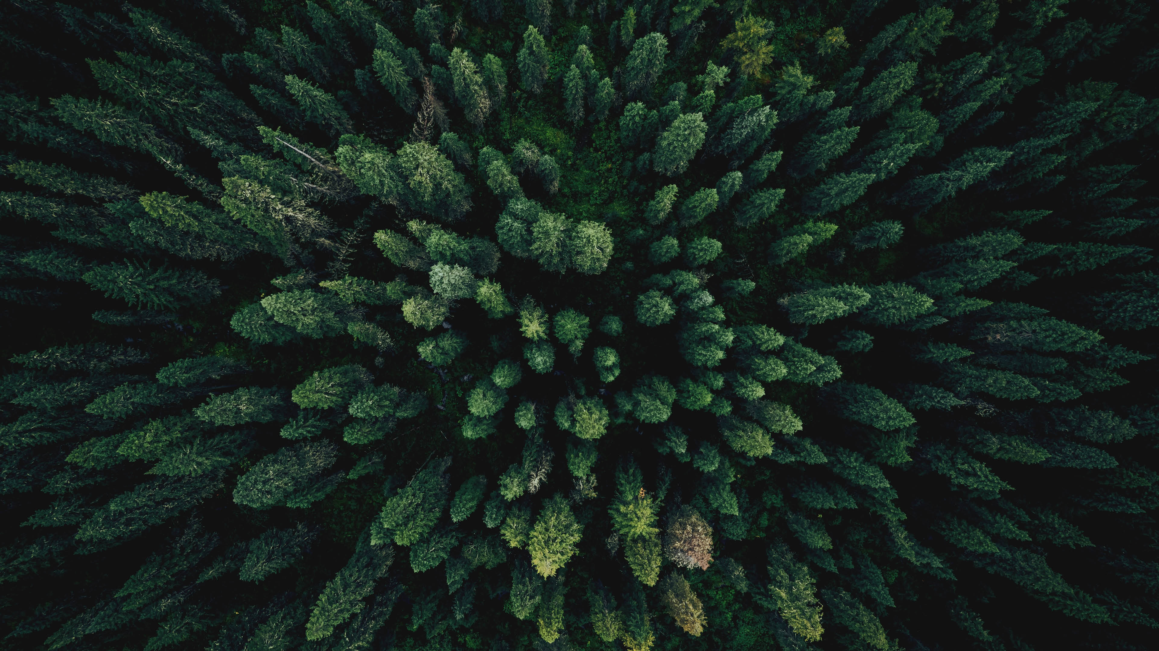 Aerial top view green forest and green trees in rural Altai, Drone photo.