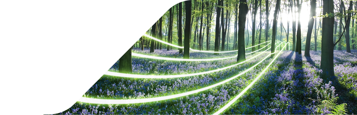 Dawn forest light, carpet of bluebells at Micheldever Forest, Hampshire